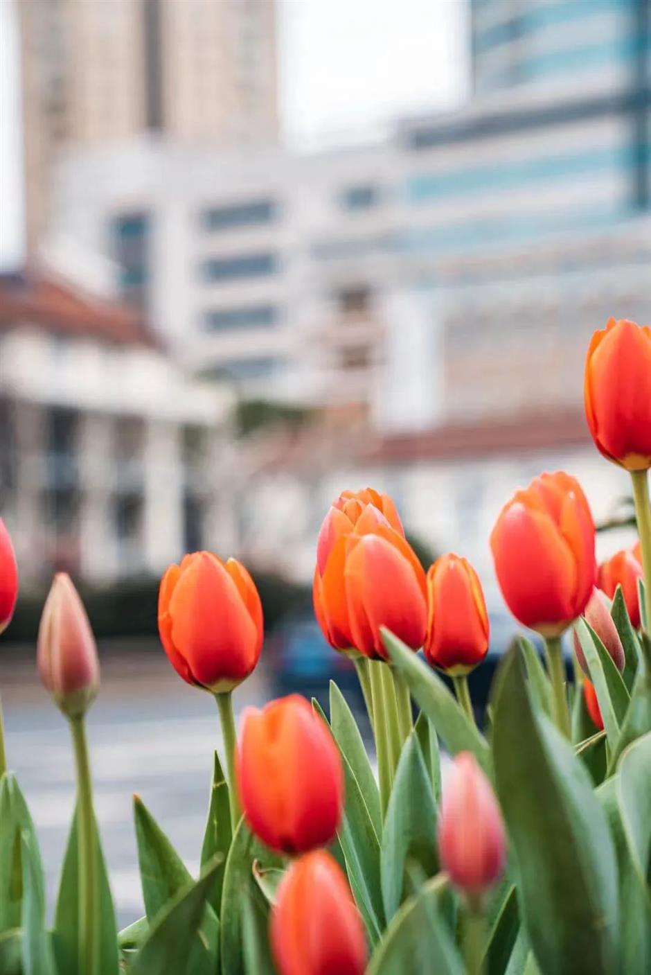 跟着上海最早盛开的郁金香,来一场市中心的Citywalk!