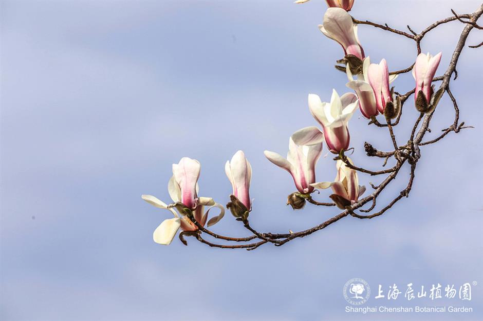 上海的第一朵玉蘭花開了！這個公園已緋雲一片→