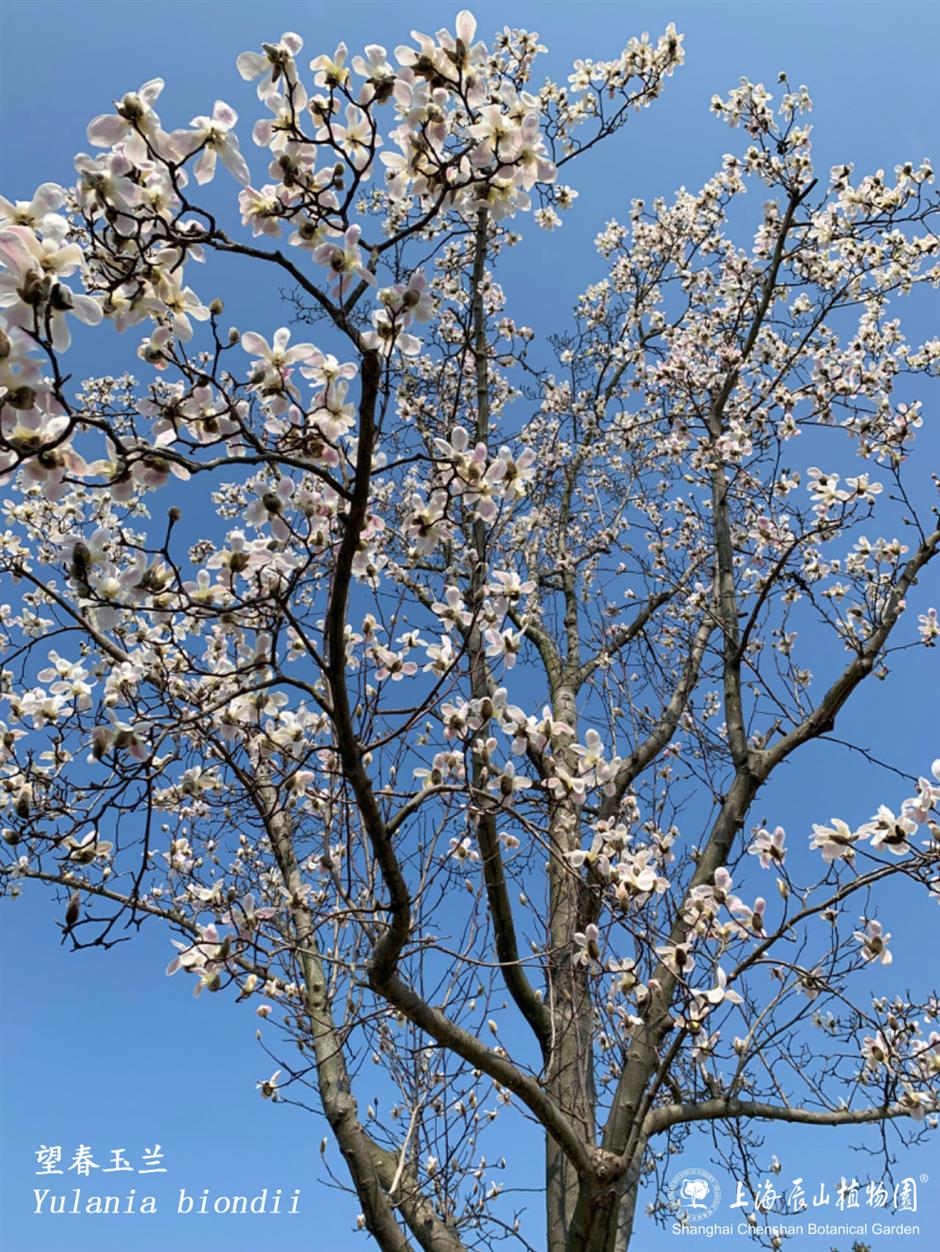 上海的第一朵玉蘭花開了！這個公園已緋雲一片→