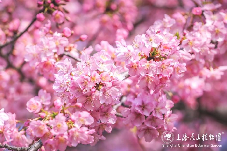 上海的第一朵玉蘭花開了！這個公園已緋雲一片→