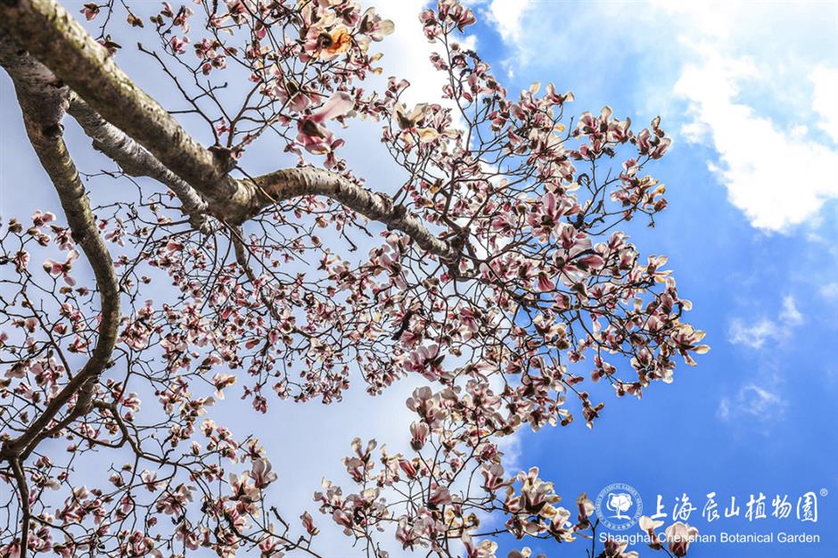 上海的第一朵玉蘭花開了！這個公園已緋雲一片→