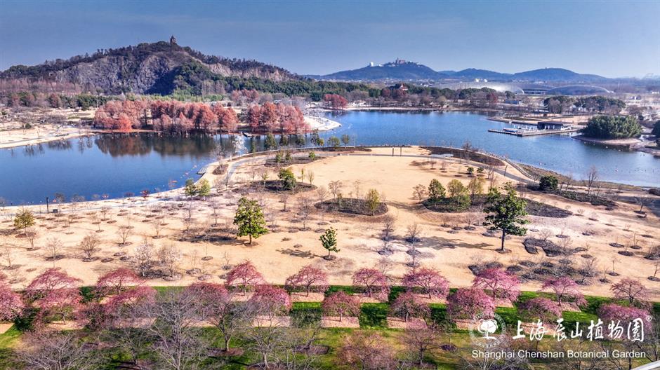 上海的第一朵玉蘭花開了！這個公園已緋雲一片→