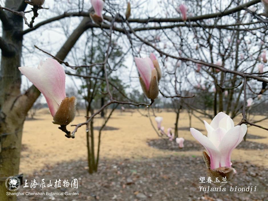 上海的第一朵玉蘭花開了！這個公園已緋雲一片→