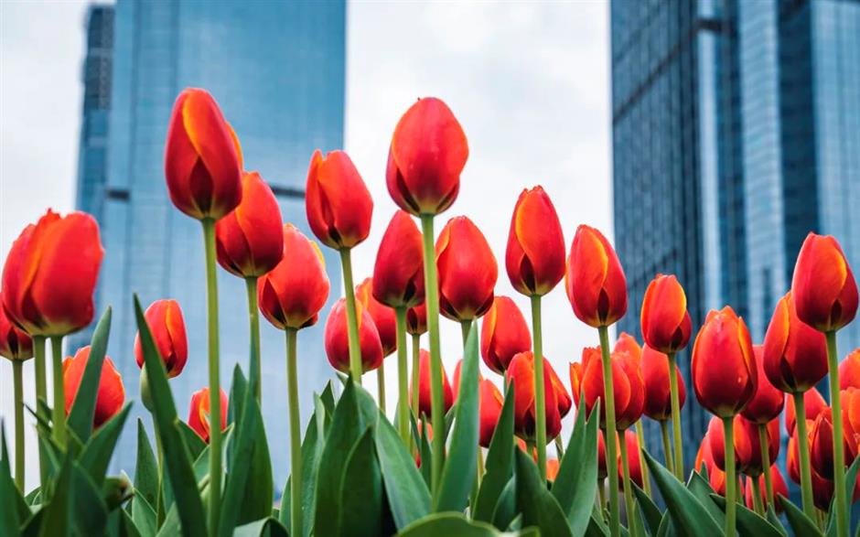 跟着上海最早盛开的郁金香,来一场市中心的Citywalk!