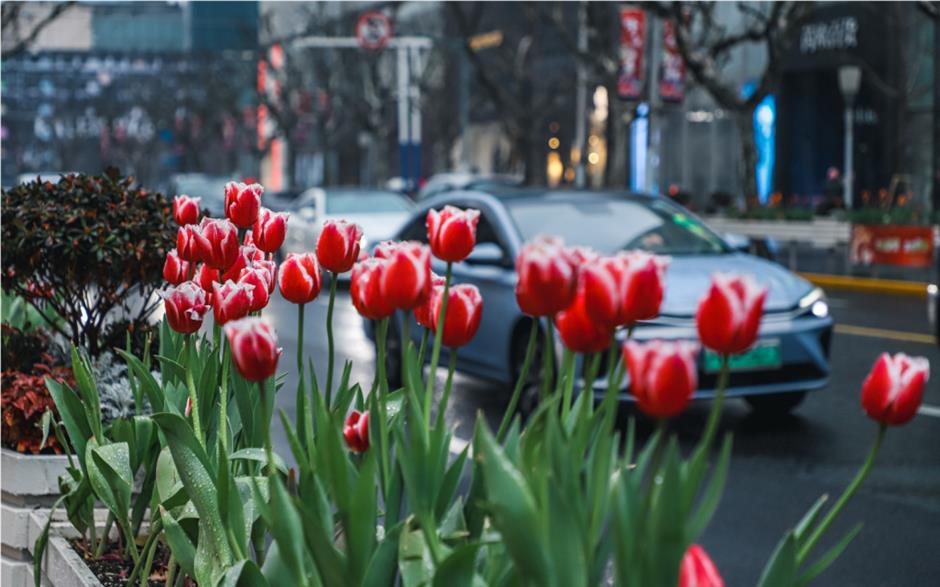 跟着上海最早盛开的郁金香,来一场市中心的Citywalk!