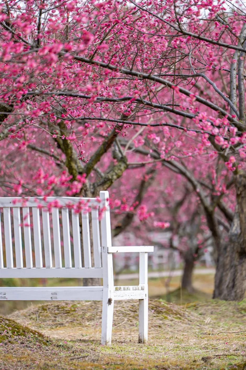 花都开好了!带上上海春日赏花指南出发