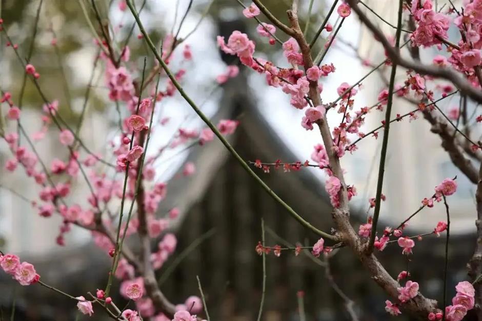 花都开好了!带上上海春日赏花指南出发