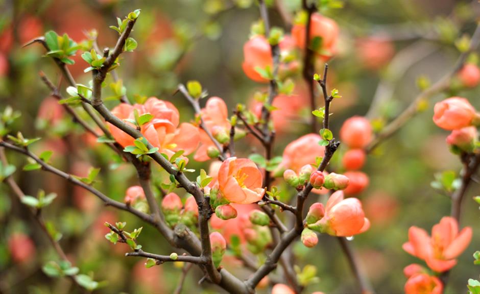 花都开好了!带上上海春日赏花指南出发