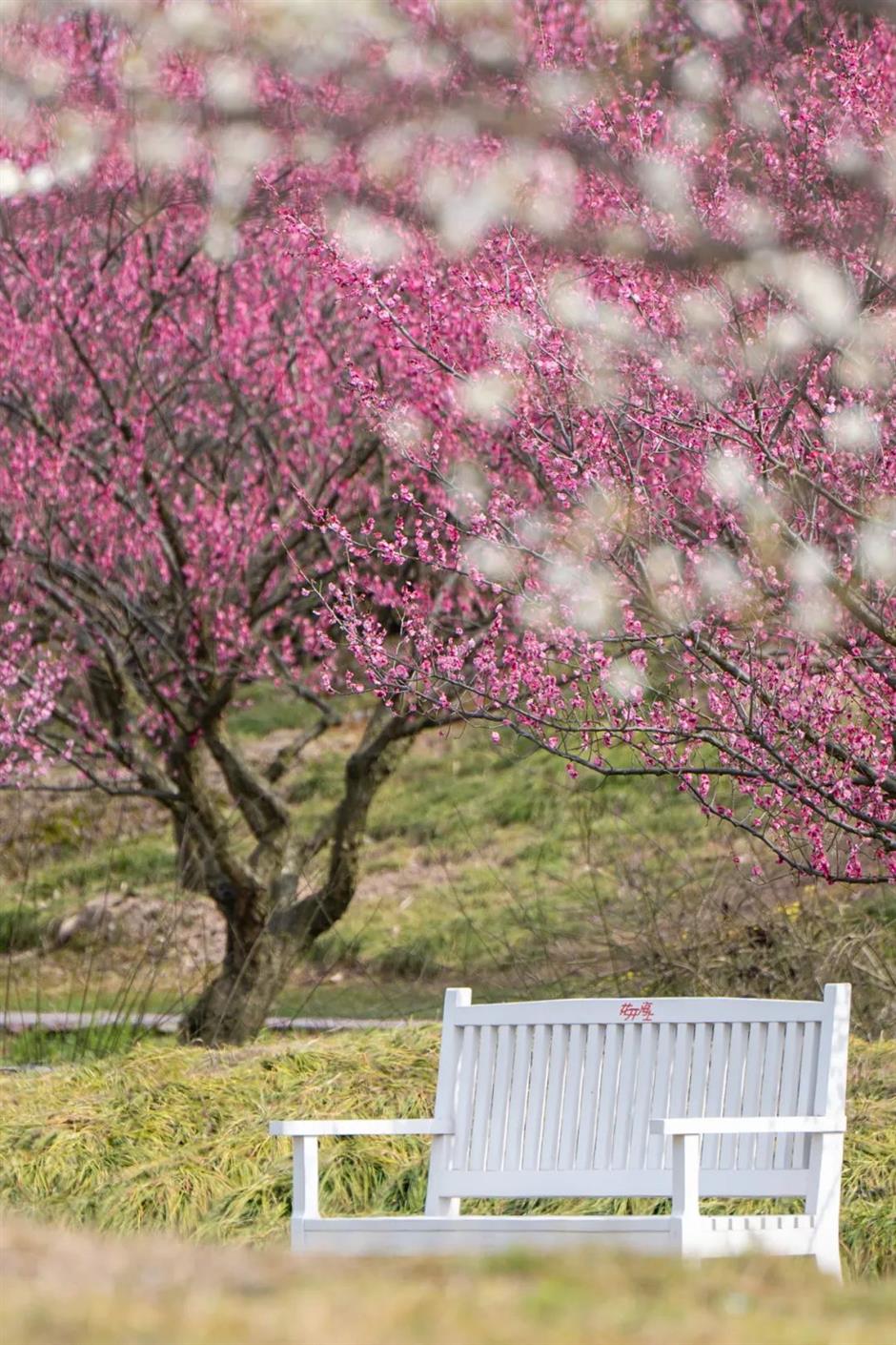 花都开好了!带上上海春日赏花指南出发