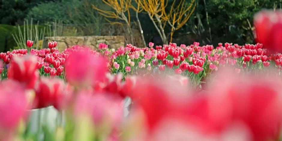 花都开好了!带上上海春日赏花指南出发