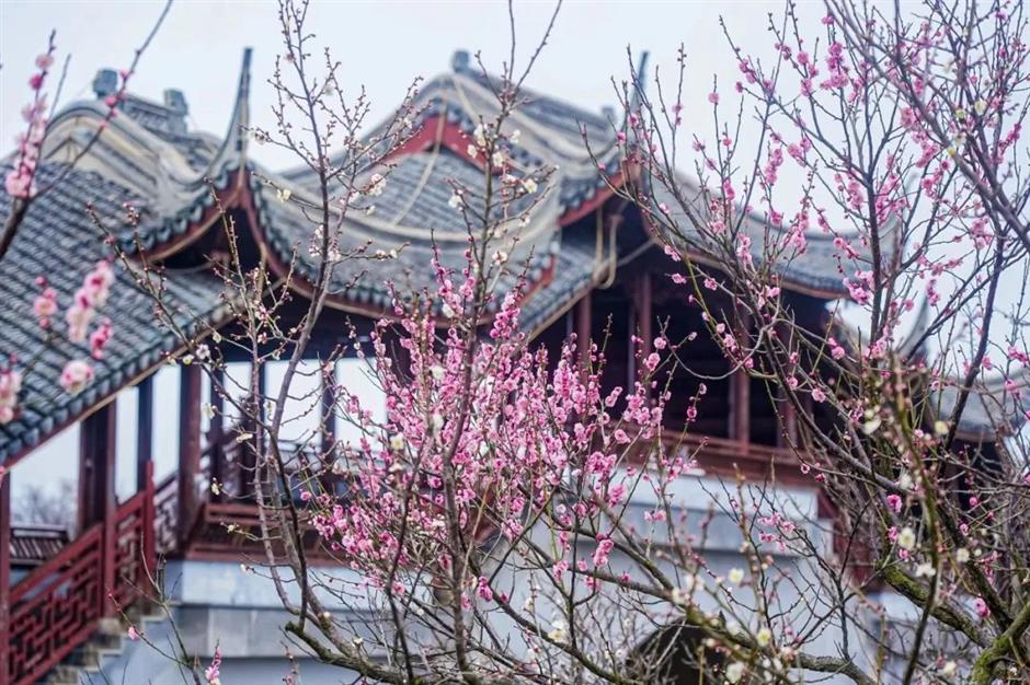 湖畔静谧、清香扑鼻,快来寻梅打卡!