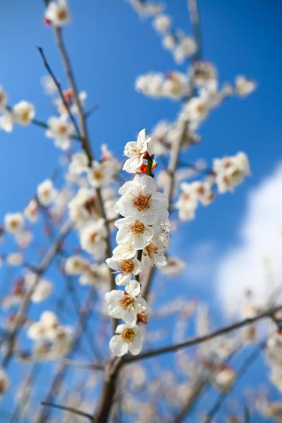 湖畔静谧、清香扑鼻,快来寻梅打卡!