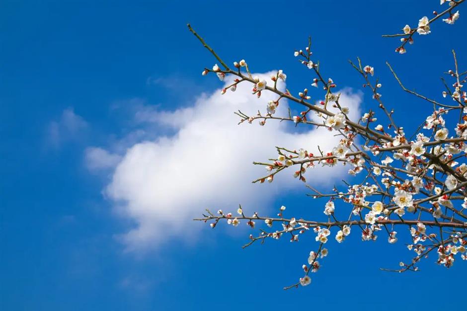 湖畔静谧、清香扑鼻,快来寻梅打卡!