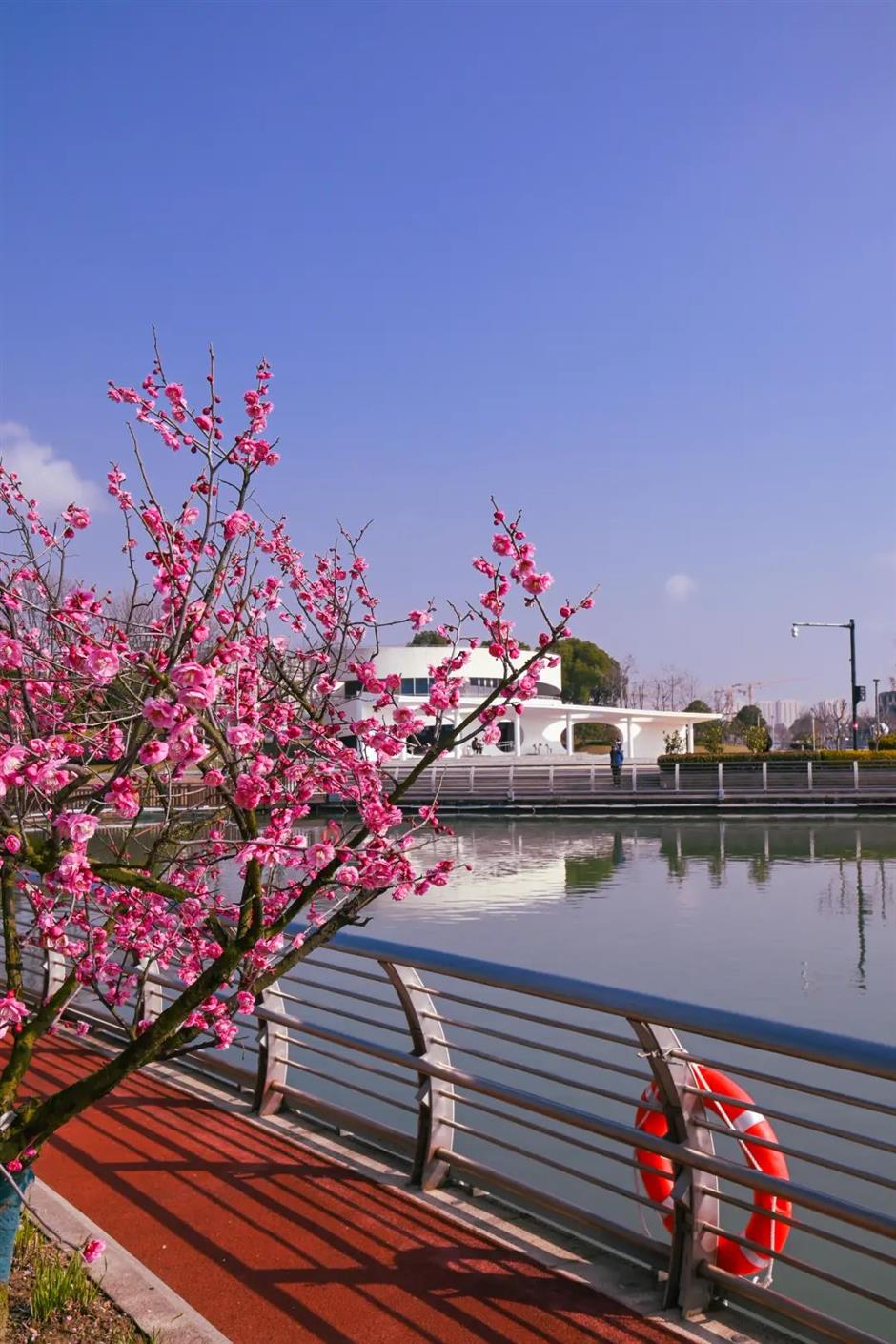 湖畔静谧、清香扑鼻,快来寻梅打卡!