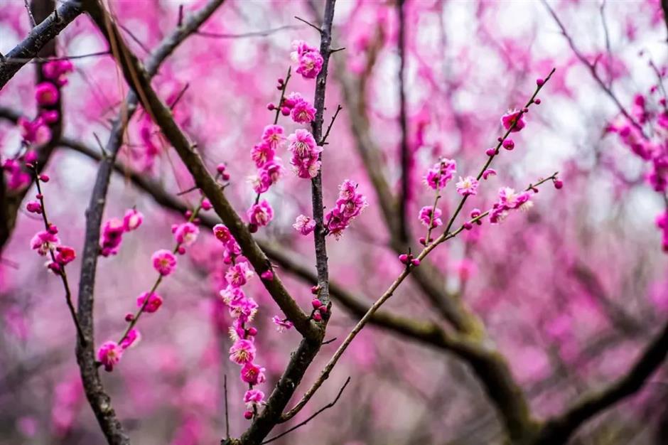 湖畔静谧、清香扑鼻,快来寻梅打卡!