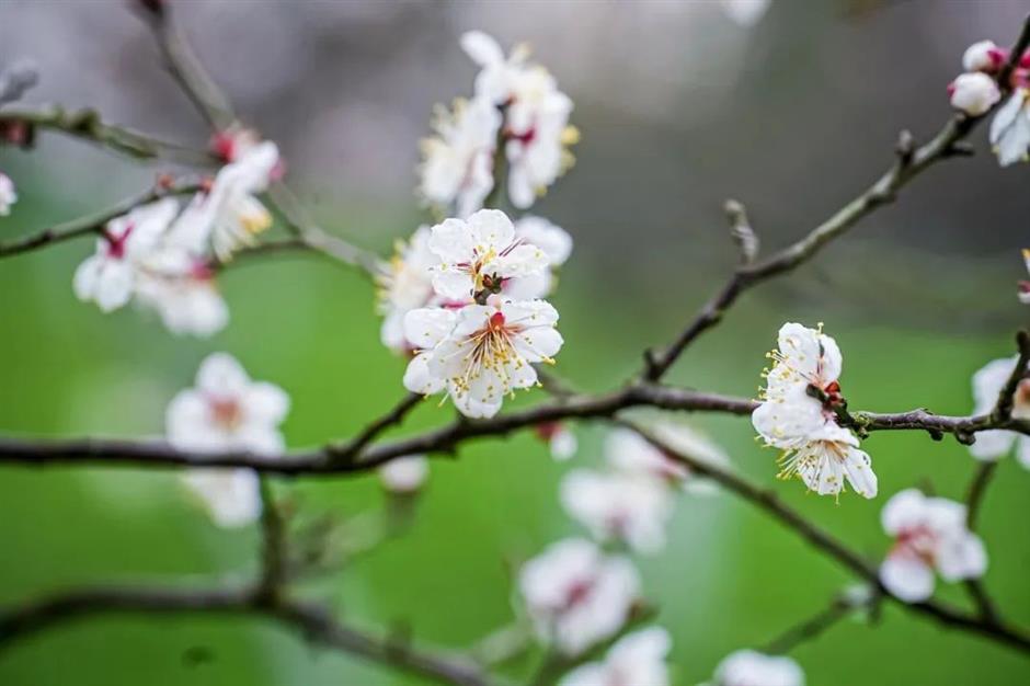 湖畔静谧、清香扑鼻,快来寻梅打卡!
