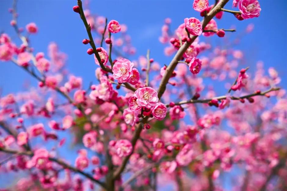 湖畔静谧、清香扑鼻,快来寻梅打卡!