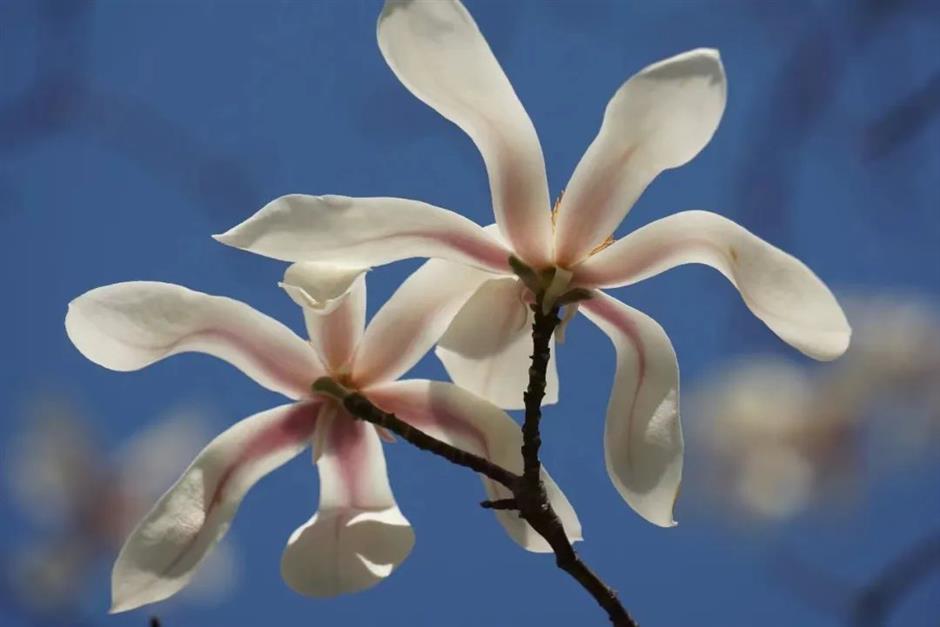 申城第一波玉兰开了