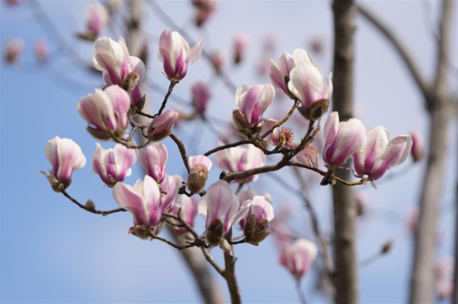 申城第一波玉兰开了