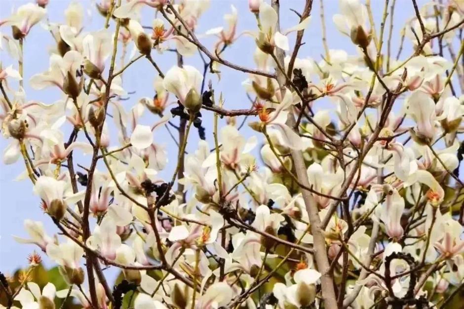 申城第一波玉兰开了