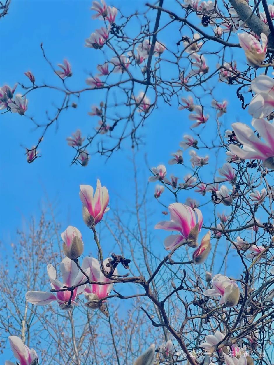 申城第一波玉兰开了