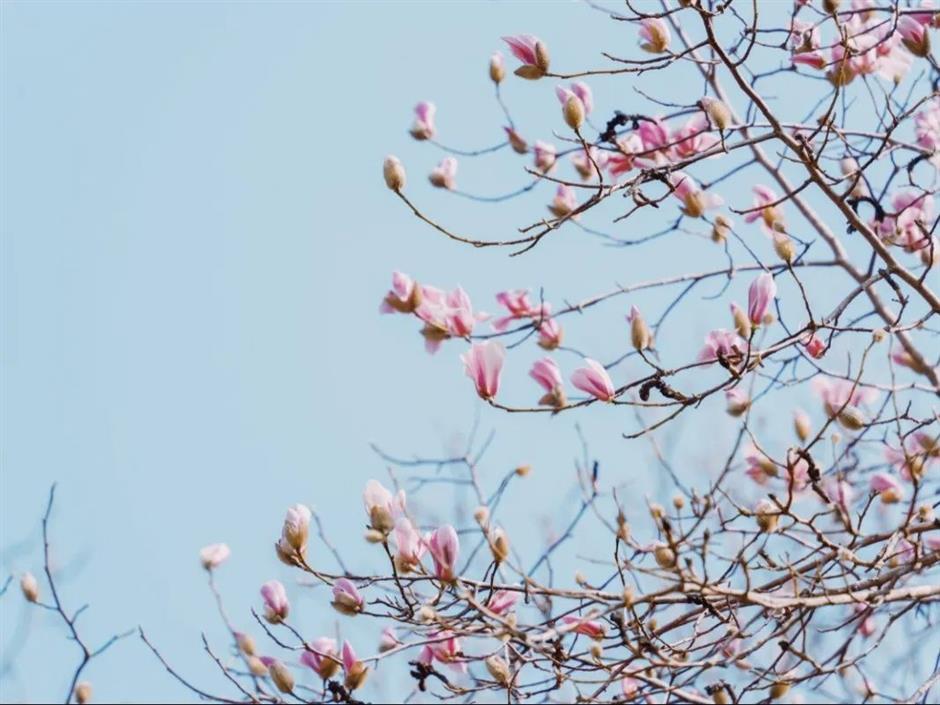 申城第一波玉兰开了