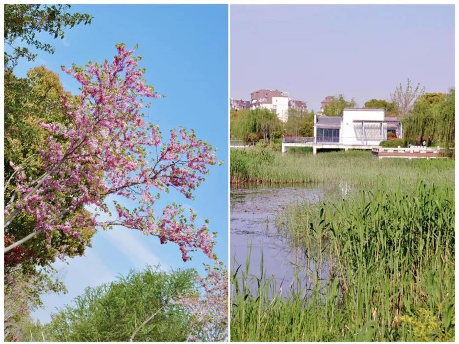 周末去哪?打卡网红园林,