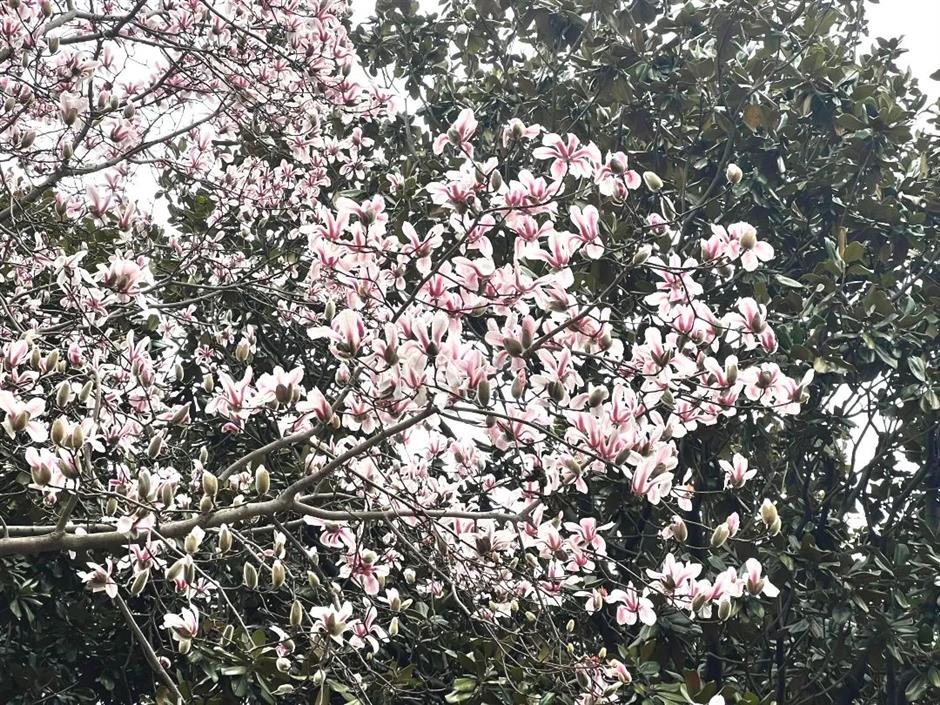 申城第一波玉兰开了