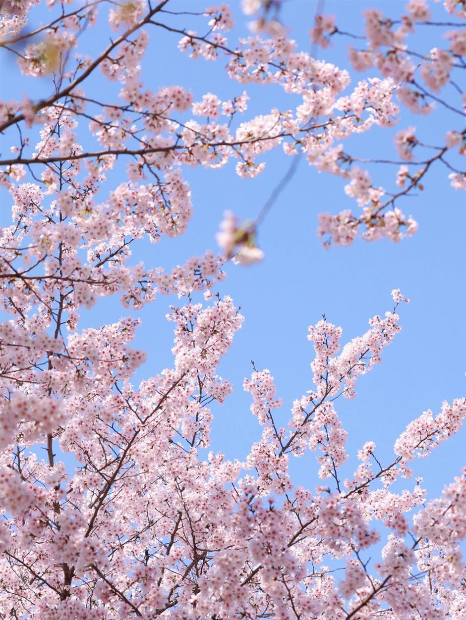 2024上海樱花节浪漫启航,邀您共赏樱花!