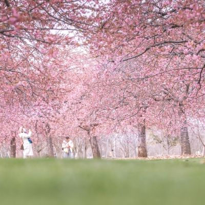 Tourism market in full flower with arrival of spring