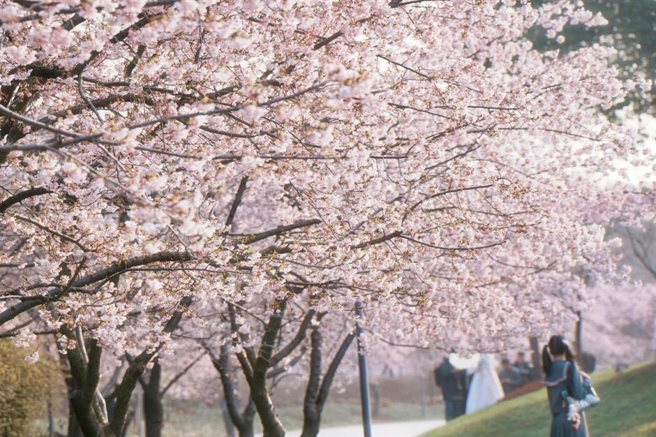 上海樱花节今天开幕,交通出行攻略在此!