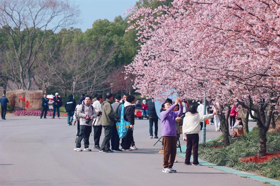 上海樱花节今天开幕,交通出行攻略在此!