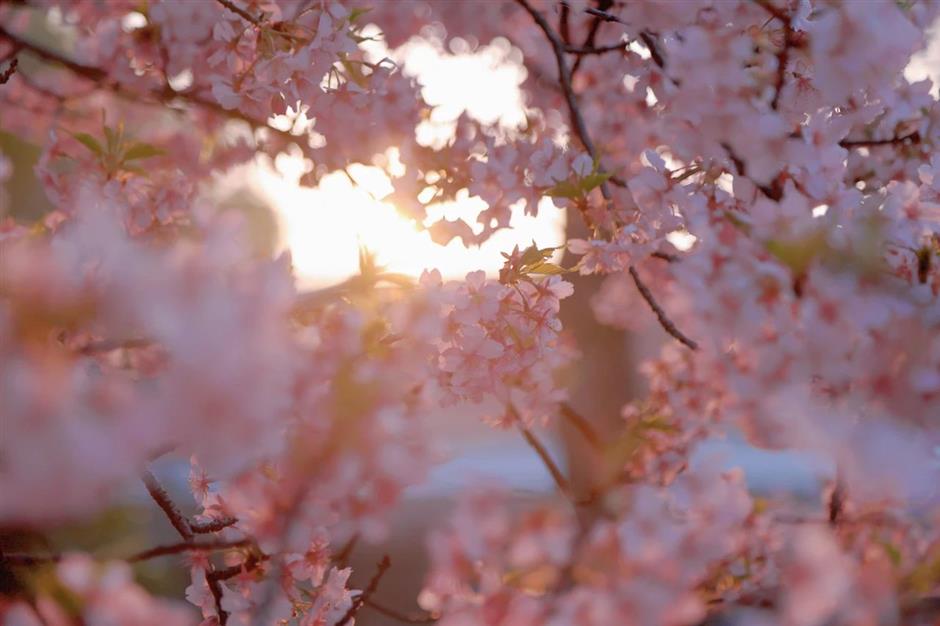 上海樱花节今天开幕,交通出行攻略在此!