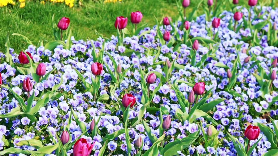 45米巨龙盘踞上海这座城堡!还有百万株鲜花梦幻盛放!