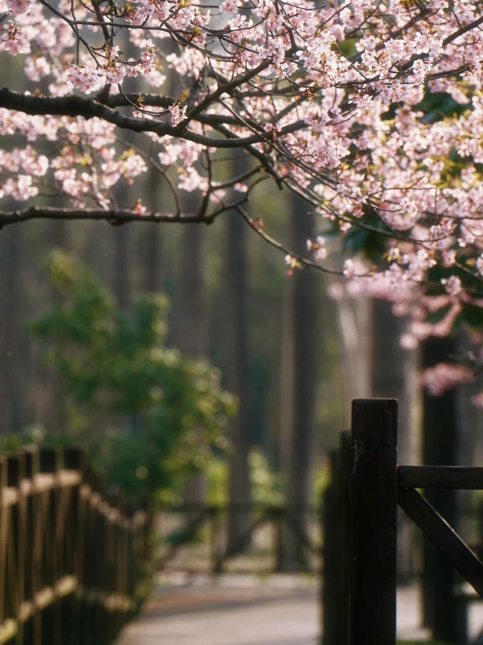 上海樱花节今天开幕,交通出行攻略在此!