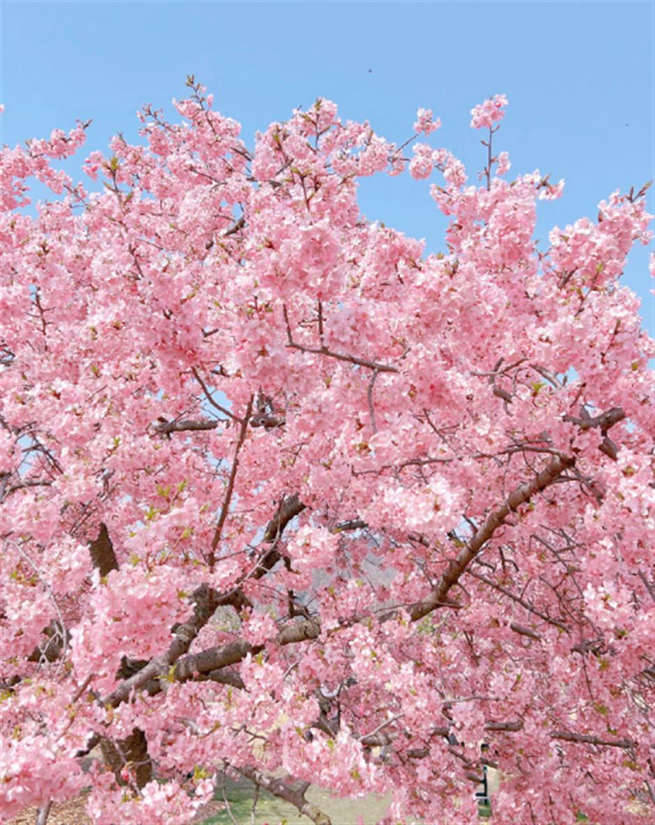 粉、蓝、红、紫、黄……快去打卡上海彩色的春天