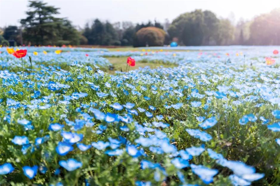 粉、蓝、红、紫、黄……快去打卡上海彩色的春天