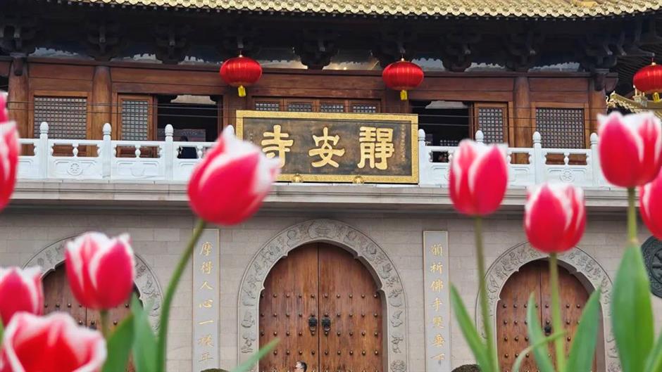 粉、蓝、红、紫、黄……快去打卡上海彩色的春天