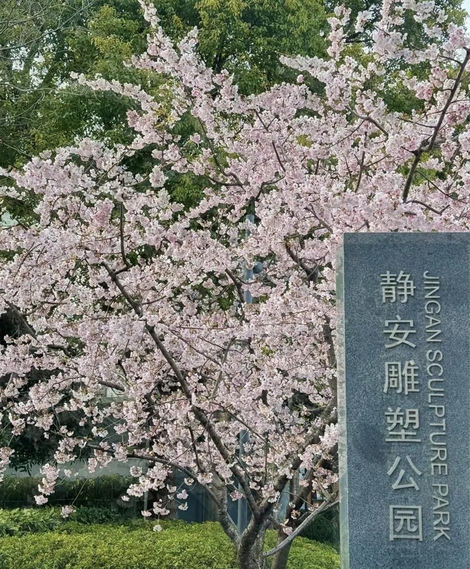 粉、蓝、红、紫、黄……快去打卡上海彩色的春天