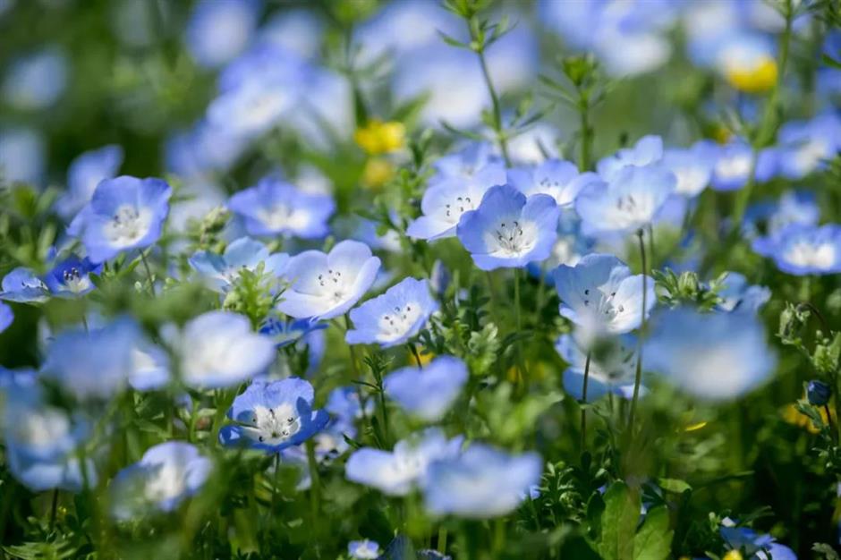 粉、蓝、红、紫、黄……快去打卡上海彩色的春天