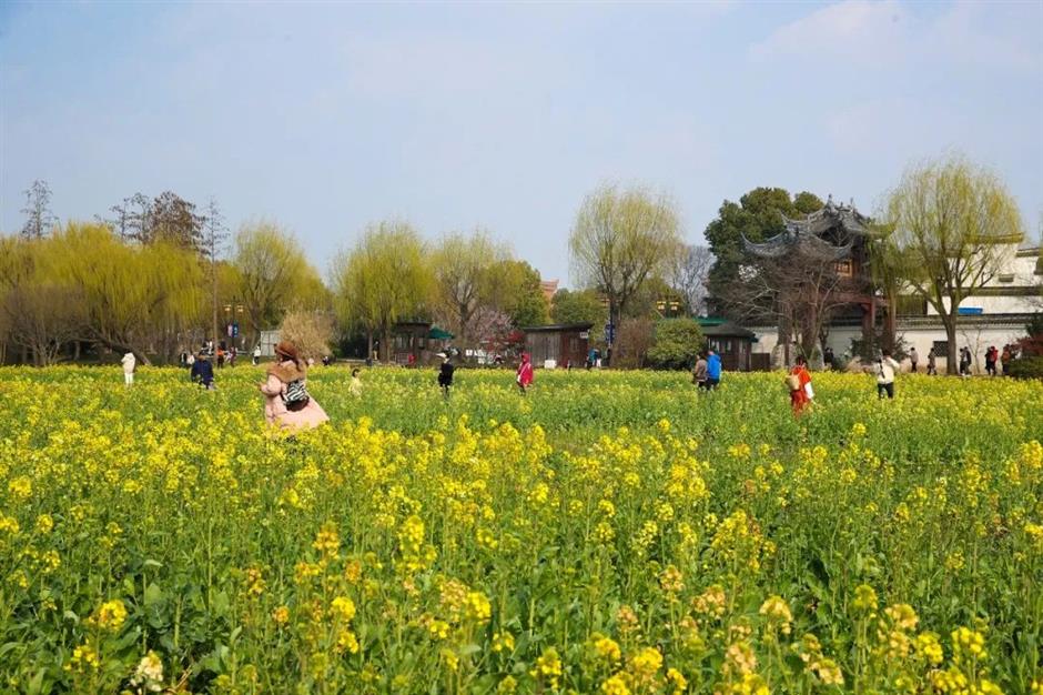 粉、蓝、红、紫、黄……快去打卡上海彩色的春天