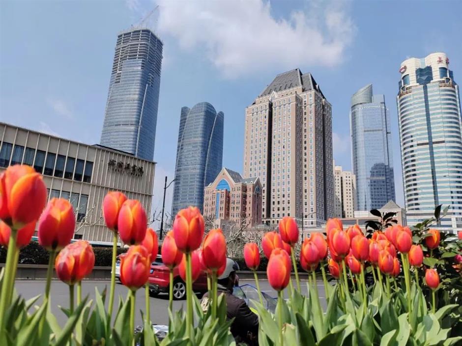 粉、蓝、红、紫、黄……快去打卡上海彩色的春天