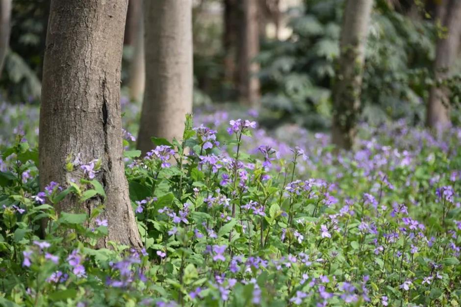 粉、蓝、红、紫、黄……快去打卡上海彩色的春天