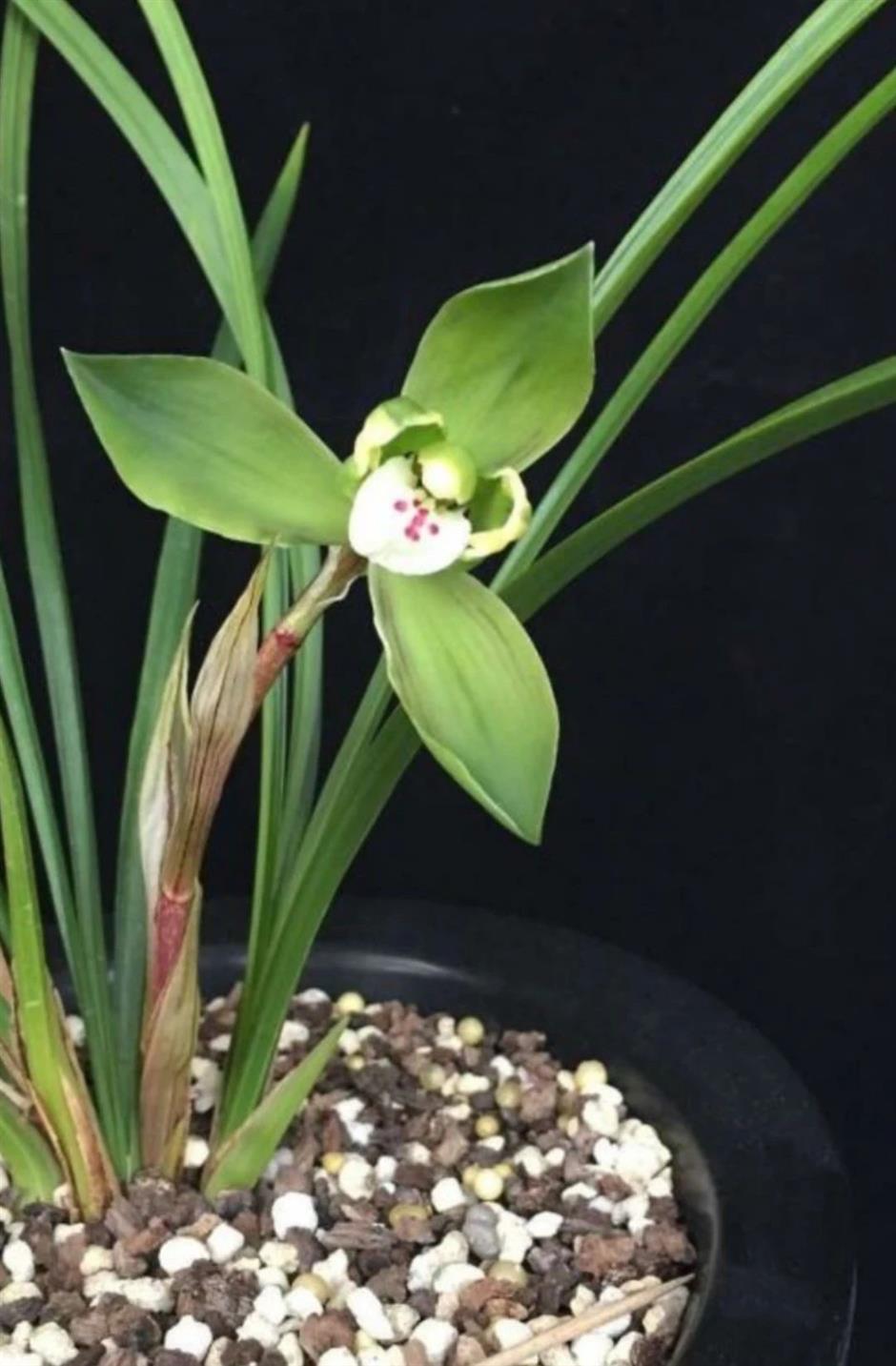 春日的浪漫,少不了那一朵空谷幽兰|非遗新体验