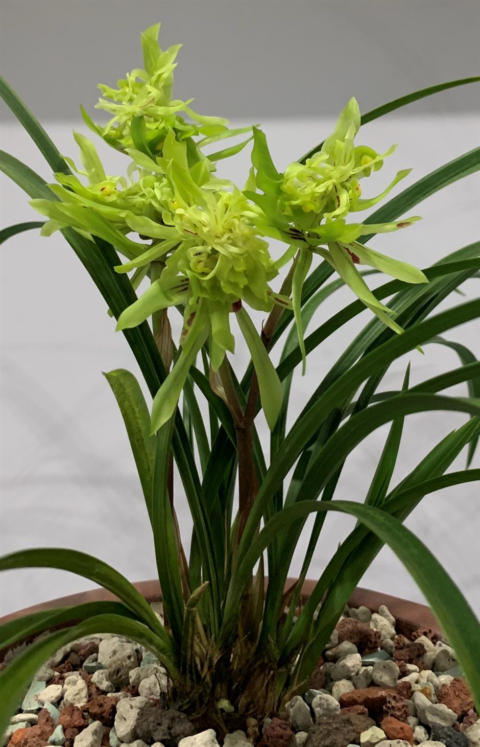 春日的浪漫,少不了那一朵空谷幽兰|非遗新体验