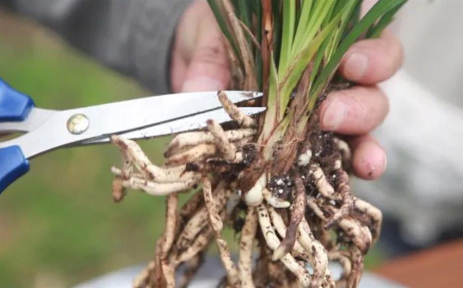 春日的浪漫,少不了那一朵空谷幽兰|非遗新体验