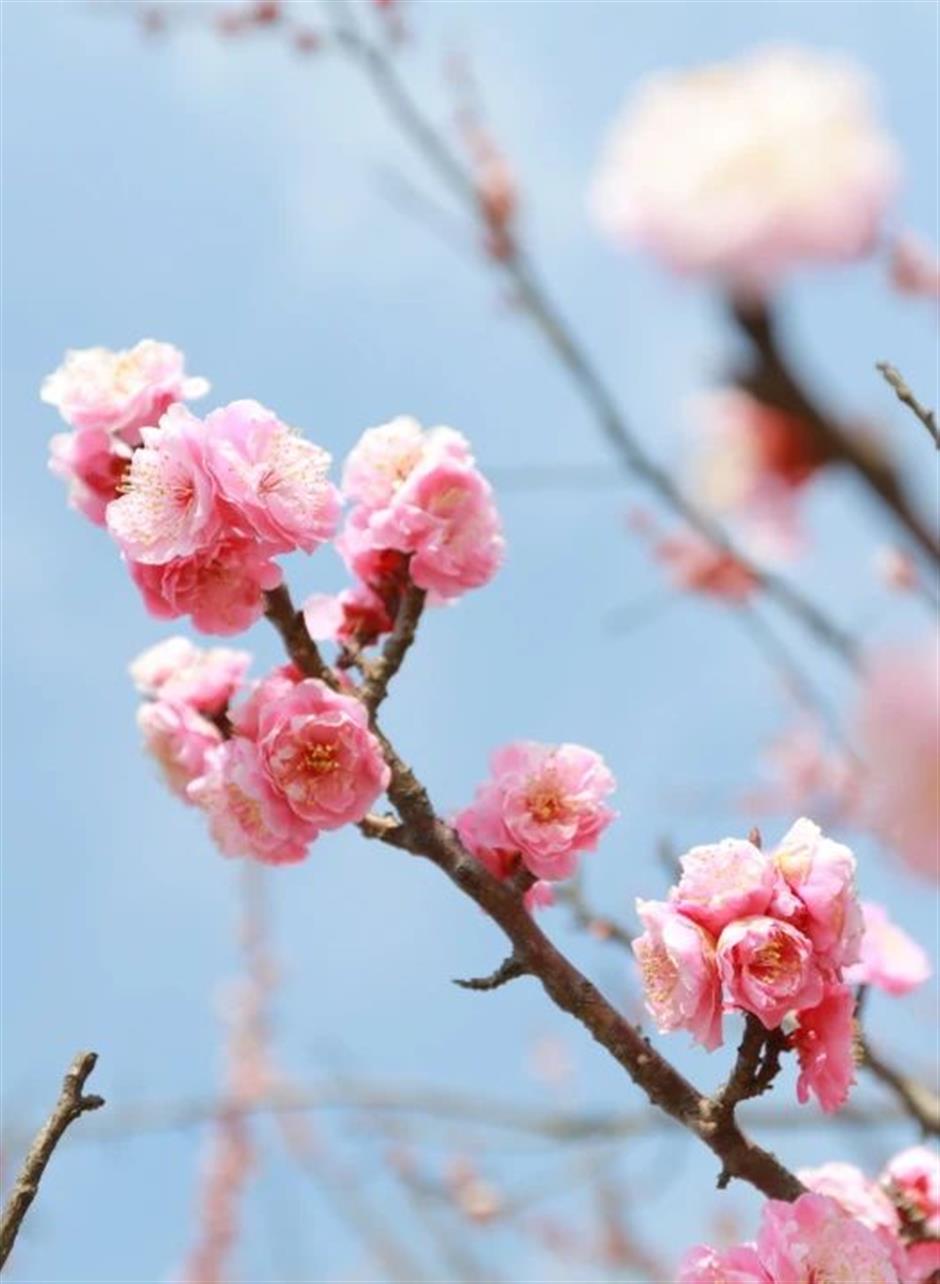 花朝節來了!明天,一起來踏青