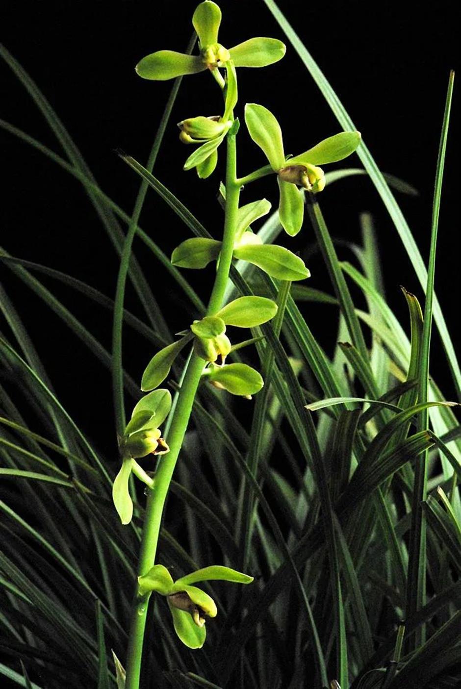 春日的浪漫,少不了那一朵空谷幽兰|非遗新体验
