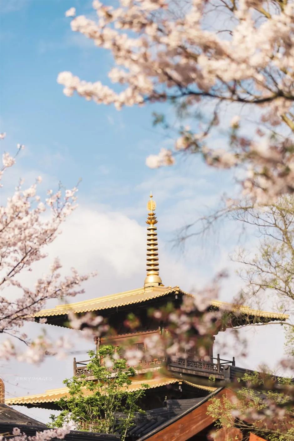 郊遊不止賞花,還有→