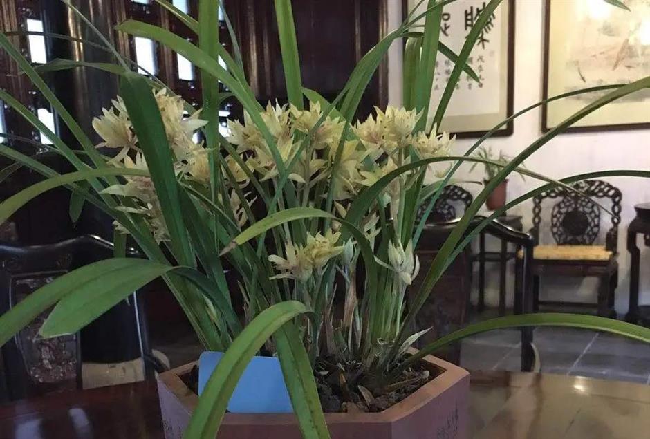 春日的浪漫,少不了那一朵空谷幽兰|非遗新体验